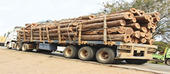 Sofala vai rever quotas de transporte de madeira